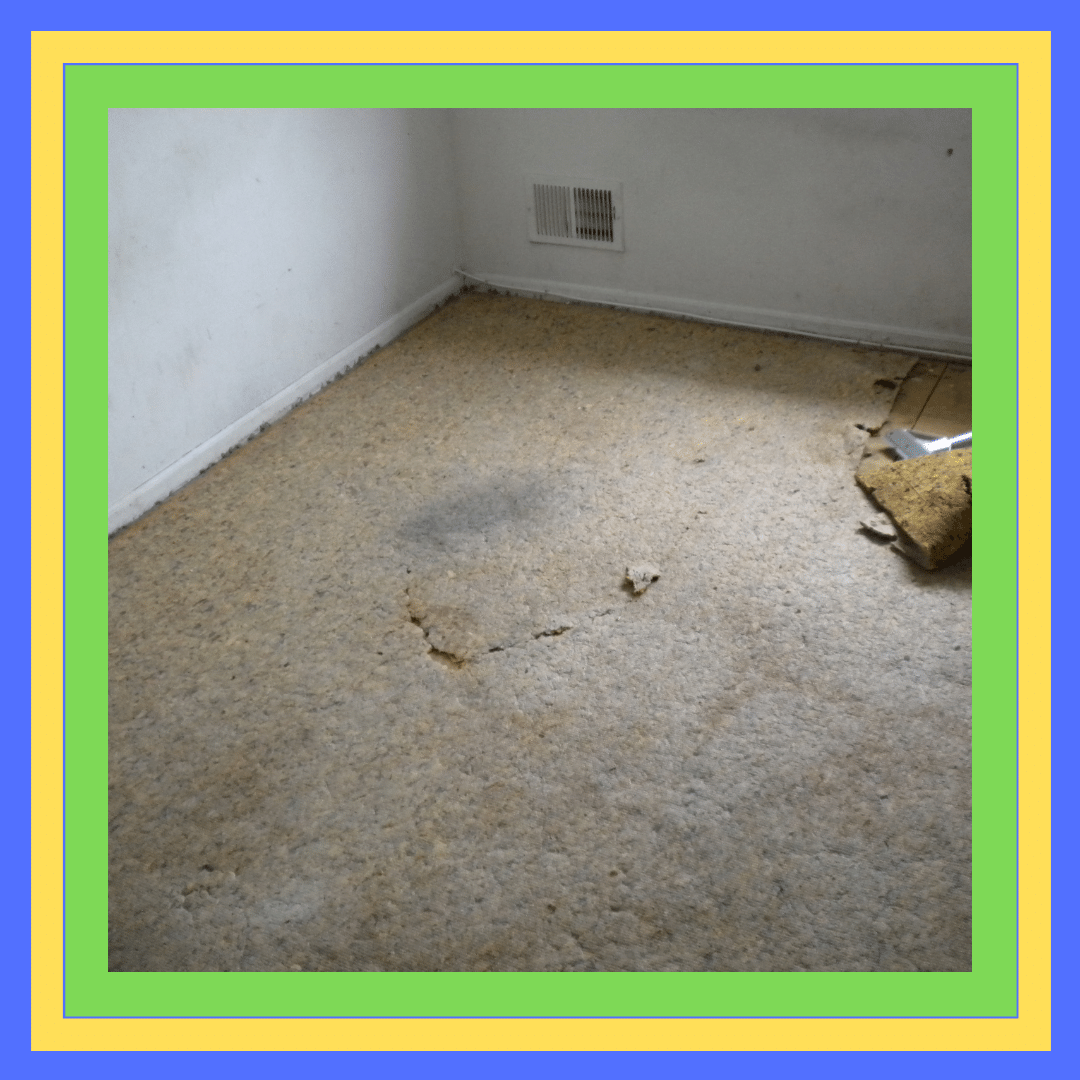 Carpet Mould And Odour Removal Rozelle